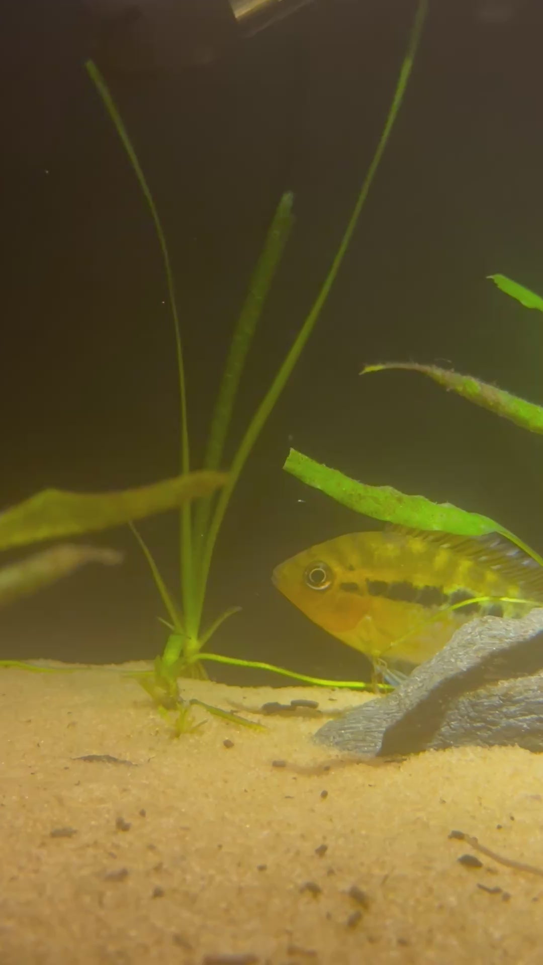 Rainbow Cichlid (Herotilapia multispinosa)