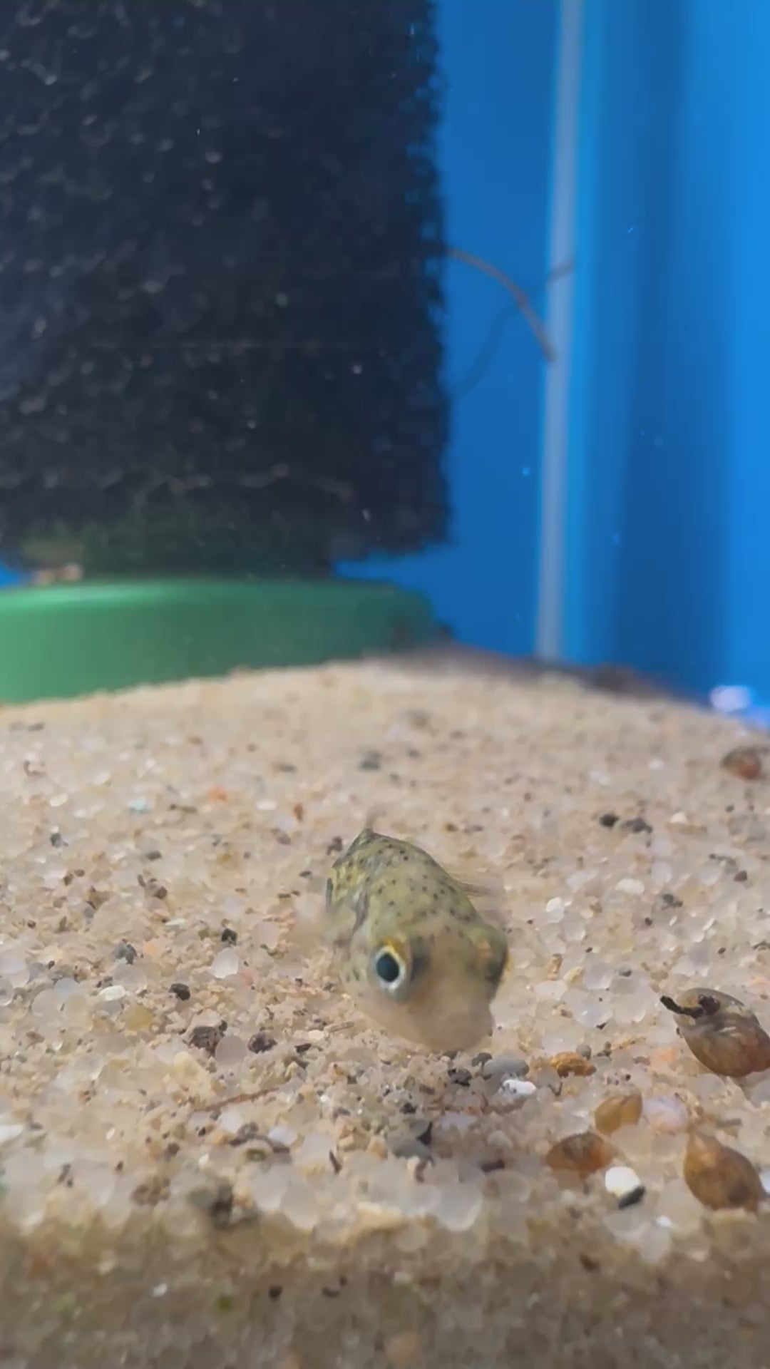 Pea Puffer (Carinotetraodon travancoricus)