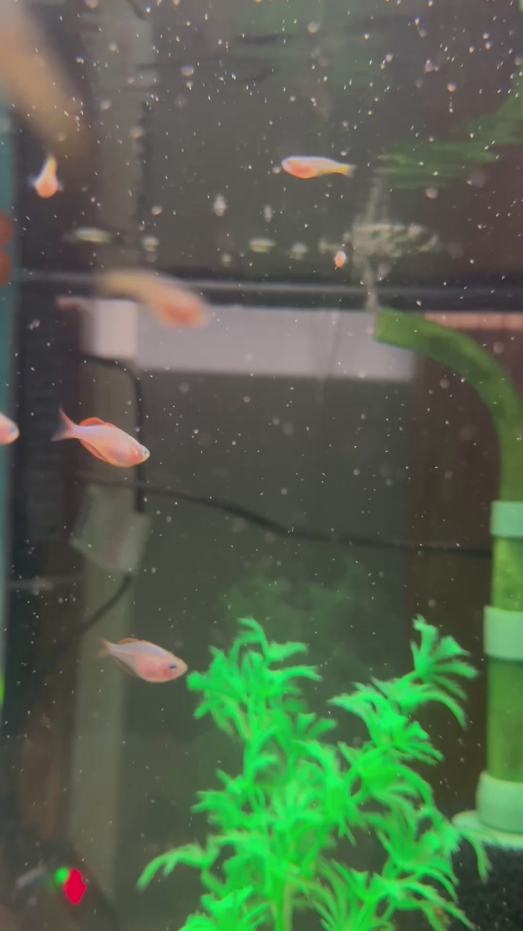 Neon Dwarf Rainbowfish (Melanotaenia praecox)