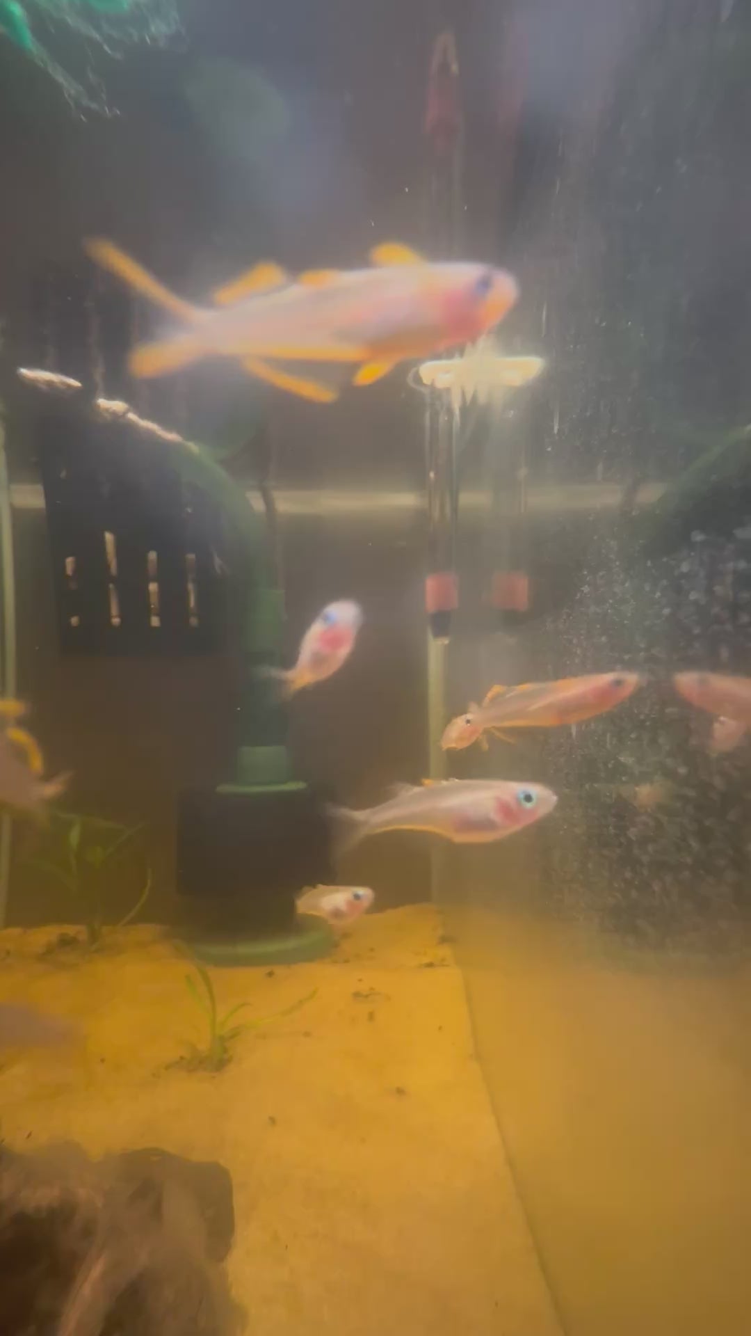 Forktail Rainbow Fish (Pseudomugil Furcatus)