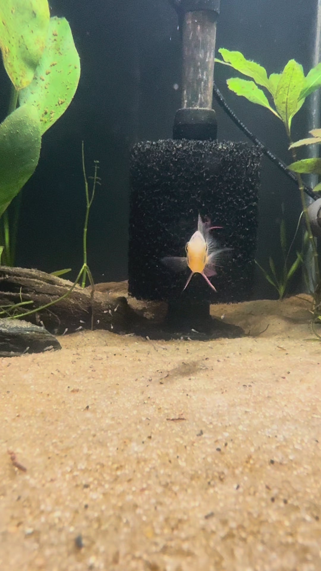 Bolivian Ram (Mikrogeophagus Altispinosus)