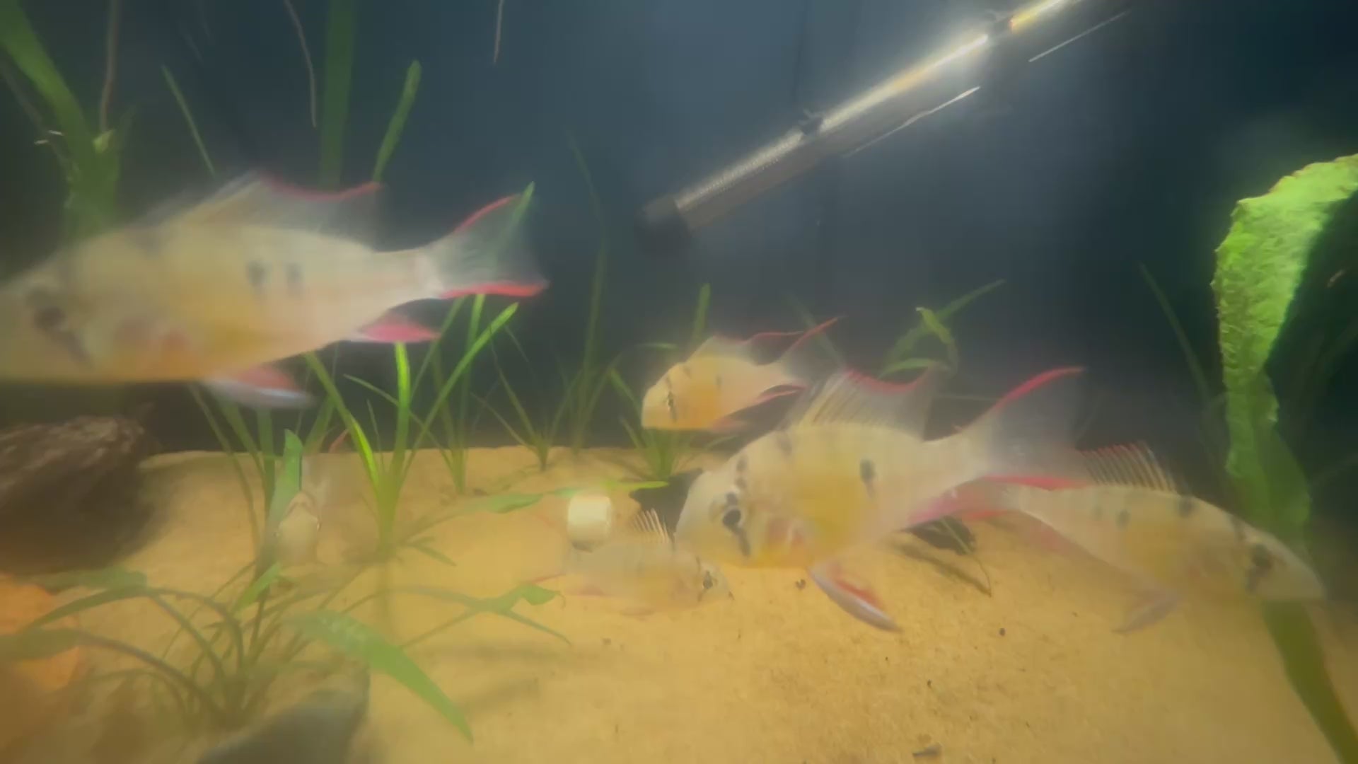 Bolivian Ram (Mikrogeophagus Altispinosus)