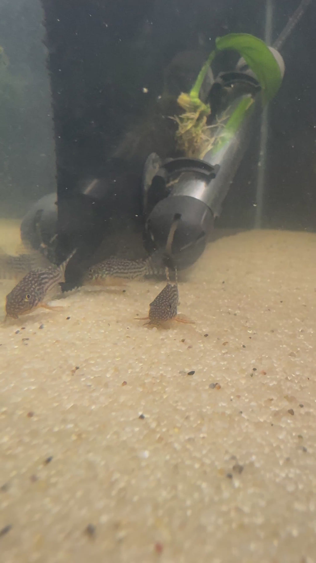 Sterbai Cory (Corydoras sterbai)