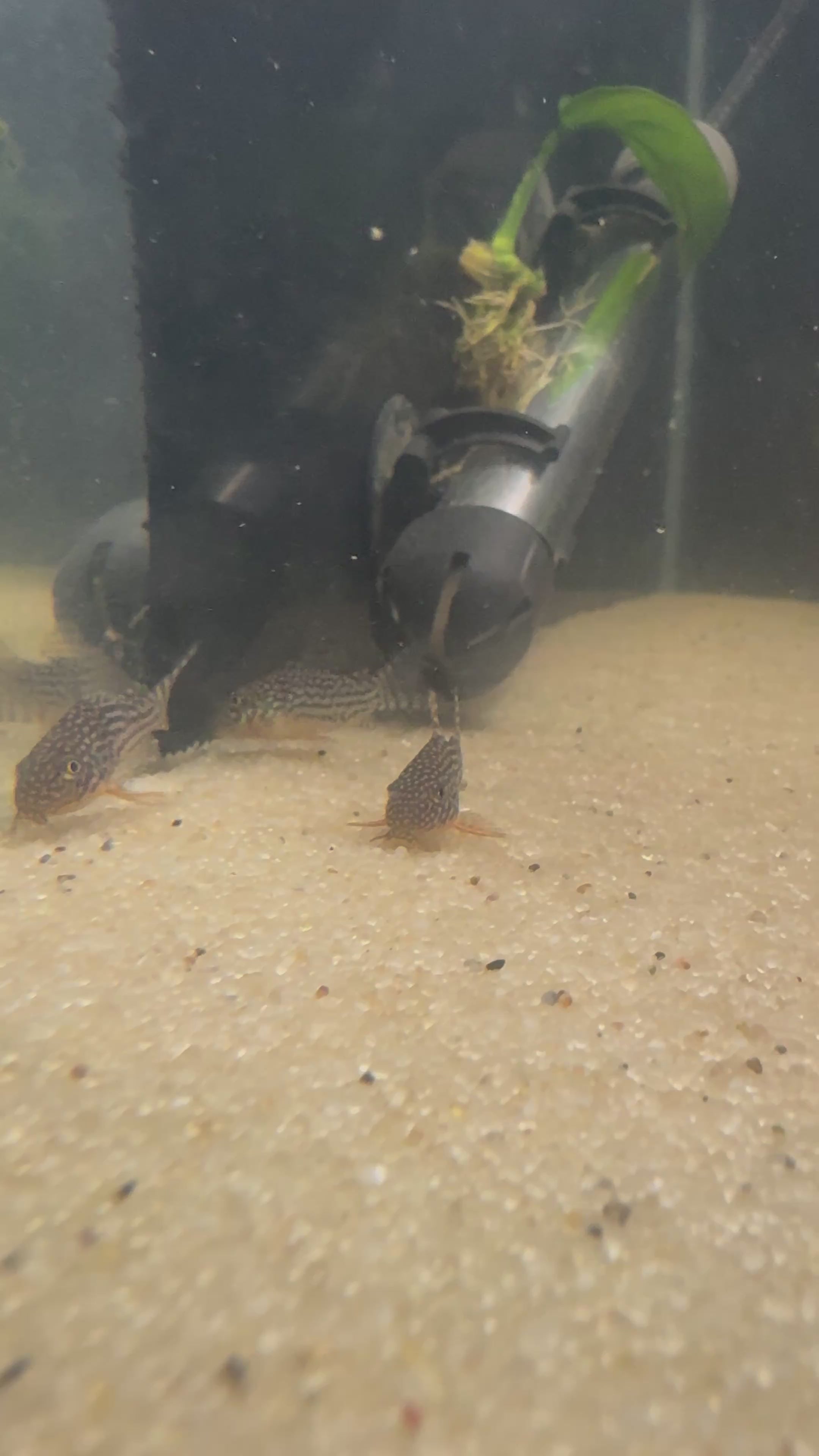 Sterbai Cory (Corydoras sterbai)