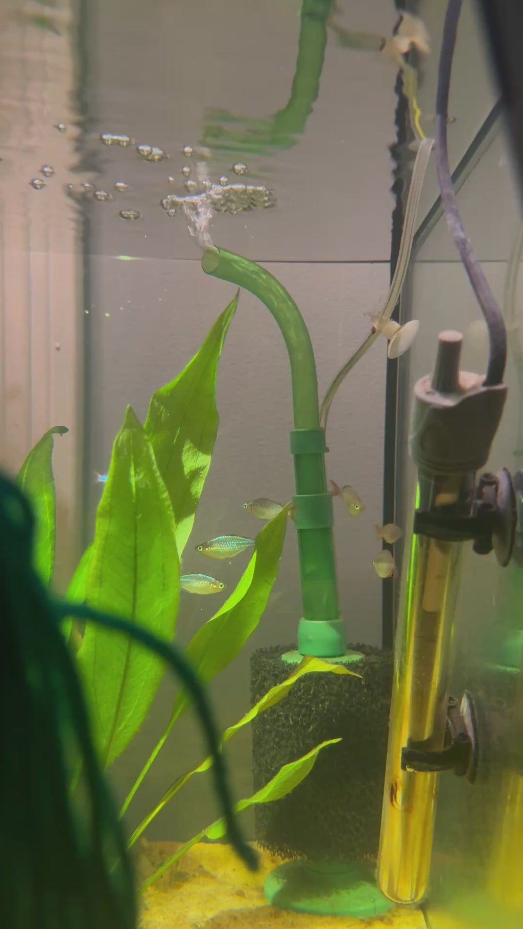 Neon Dwarf Rainbowfish (Melanotaenia praecox)