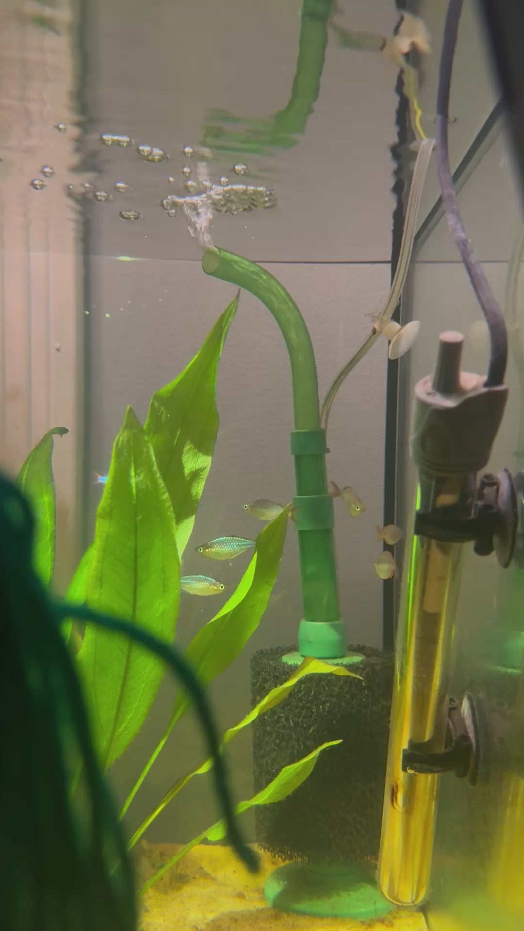 Neon Dwarf Rainbowfish (Melanotaenia praecox)