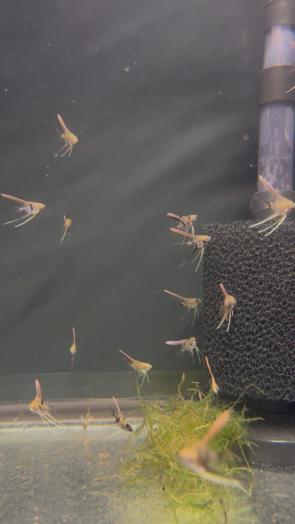 Koi Angelfish (Pterophyllum Scalare)