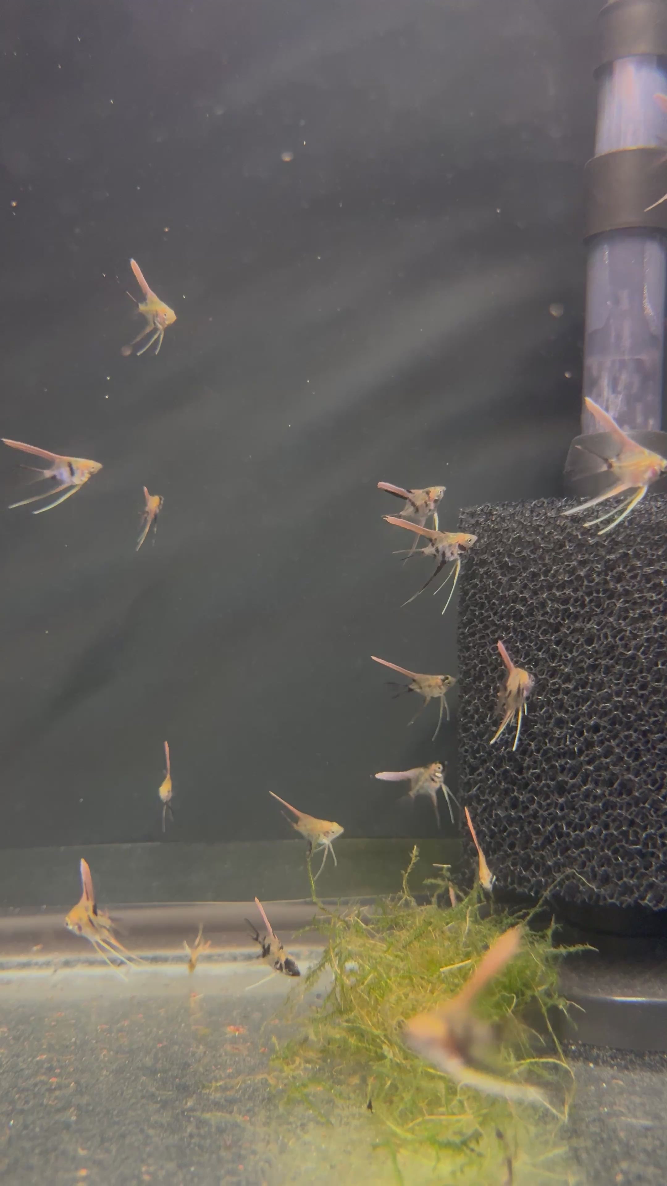 Koi Angelfish (Pterophyllum Scalare)