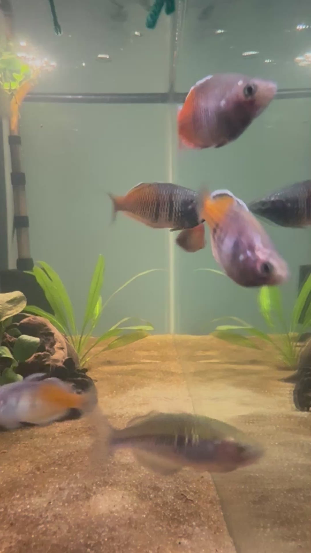 Boesemani Rainbow Fish (Melanotaenia boesemani)