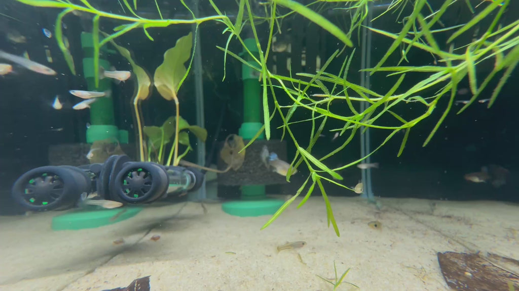 Red Dragon Guppy (Poecilia Reticulata)