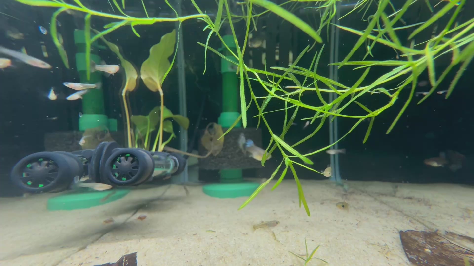 Red Dragon Guppy (Poecilia Reticulata)