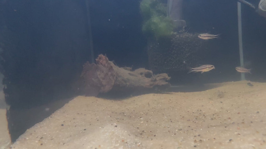 Pygmy Corydora (Corydoras pygmaeus)