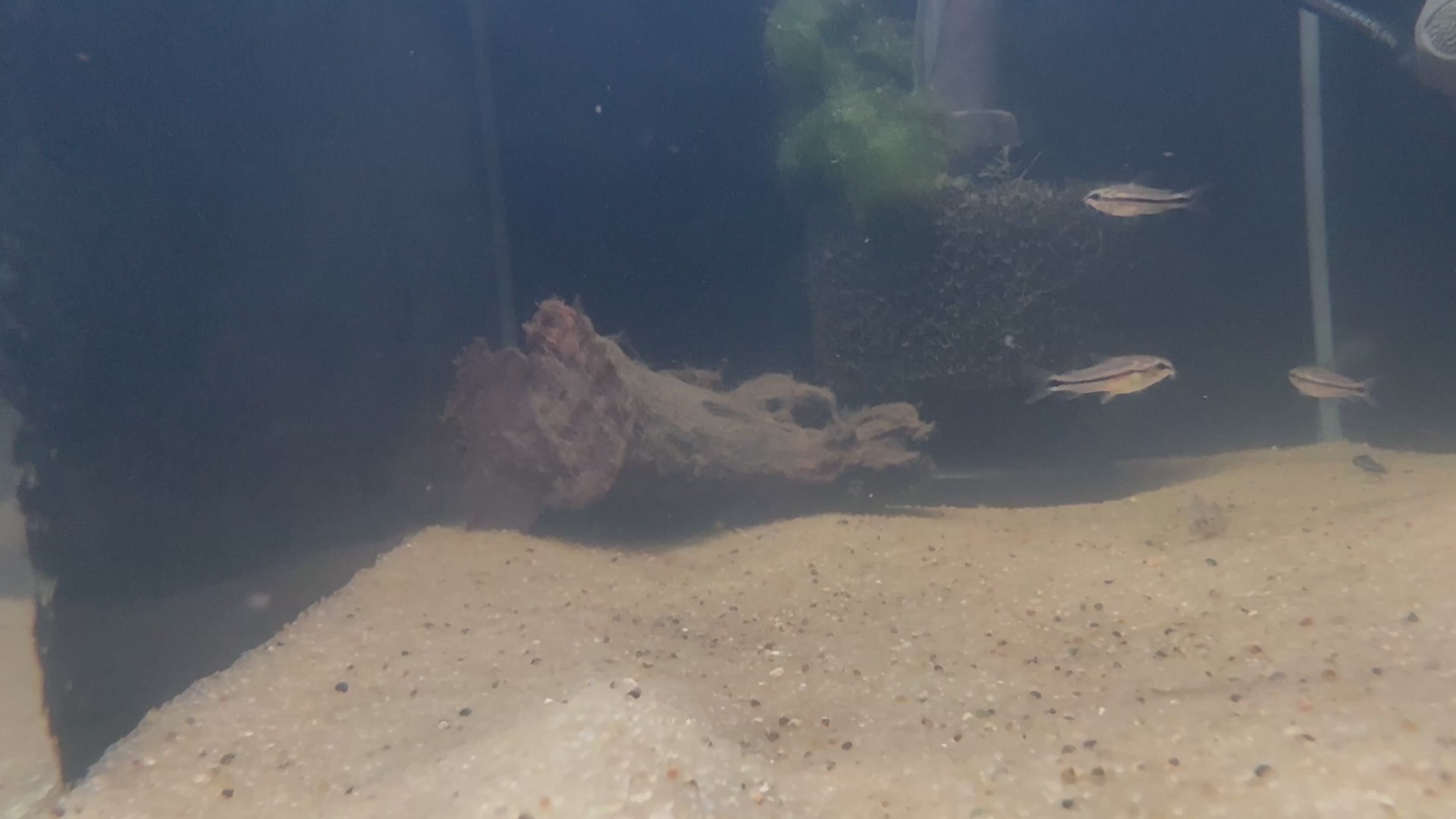 Pygmy Corydora (Corydoras pygmaeus)