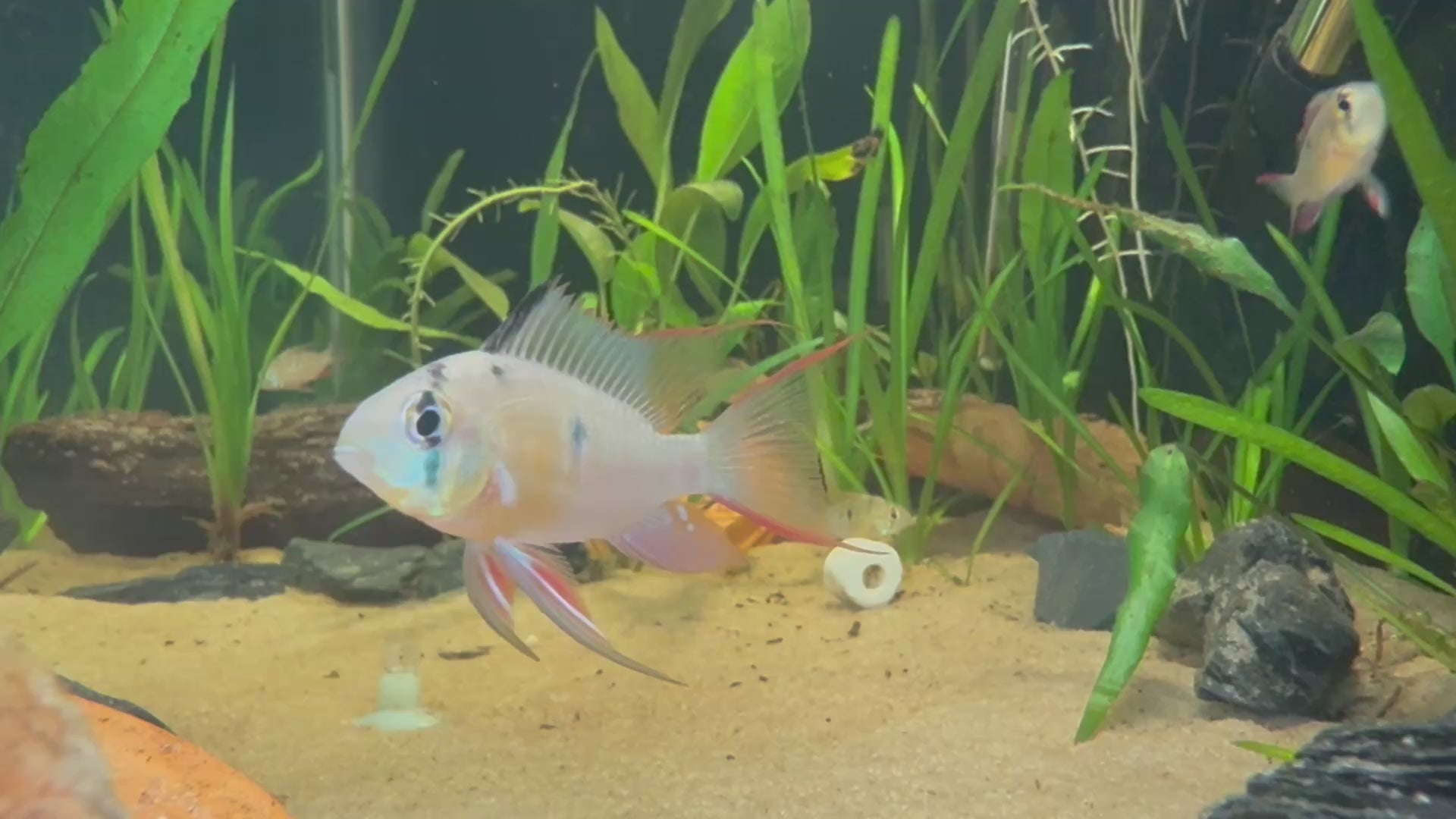 Bolivian Ram (Mikrogeophagus Altispinosus)