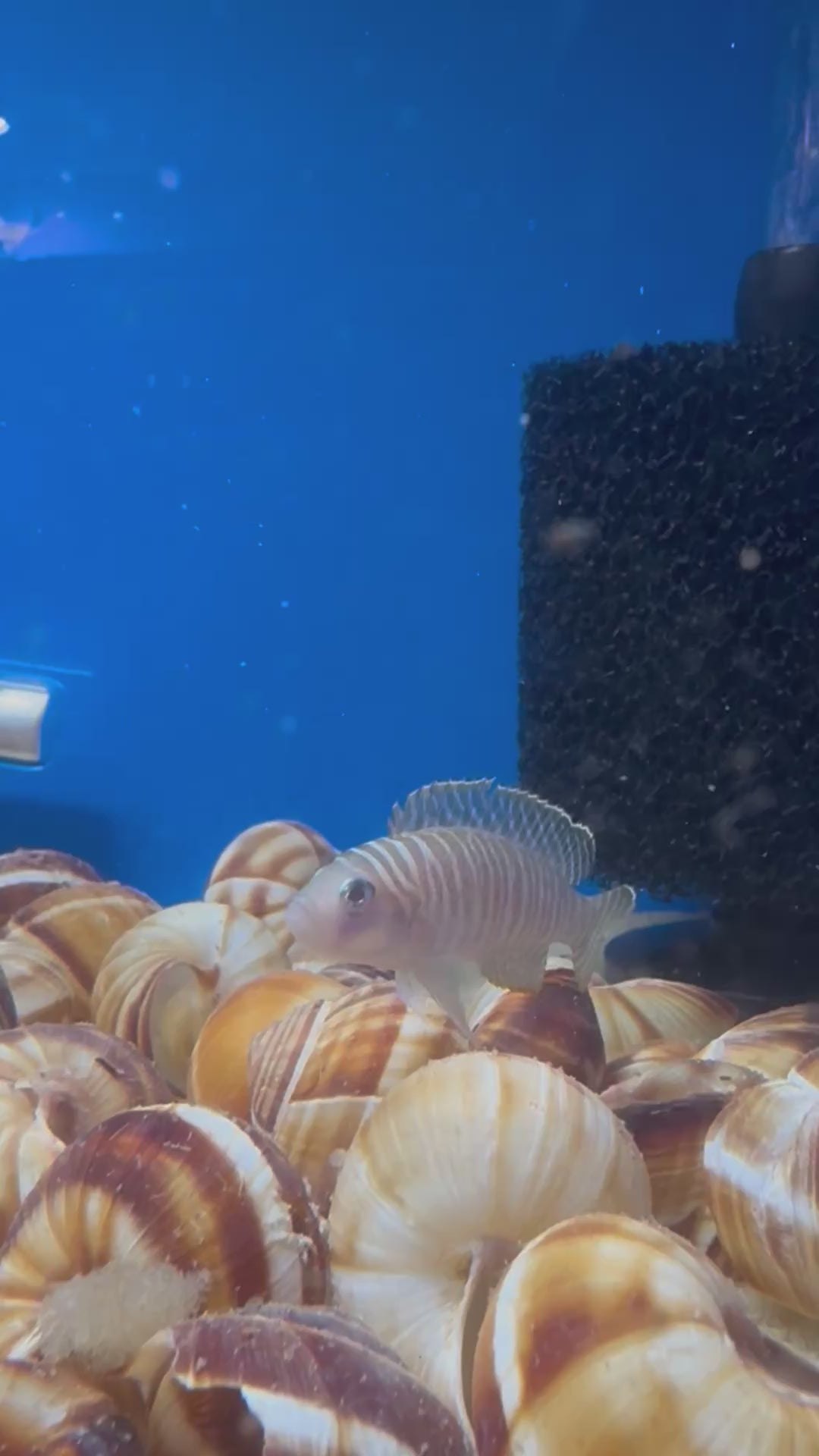 Neolamprologus Similis (Neolamprologus similis)