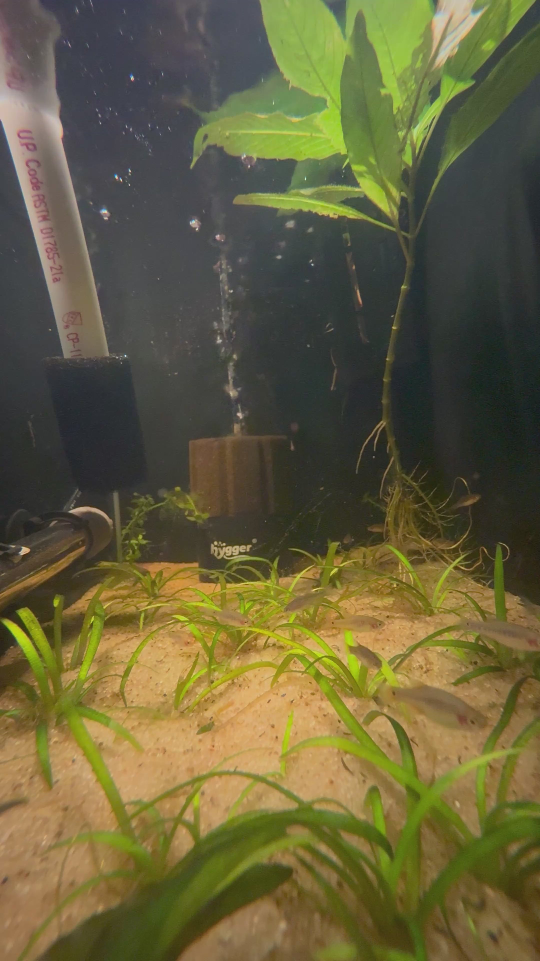 Emerald Dwarf Rasbora/Danio