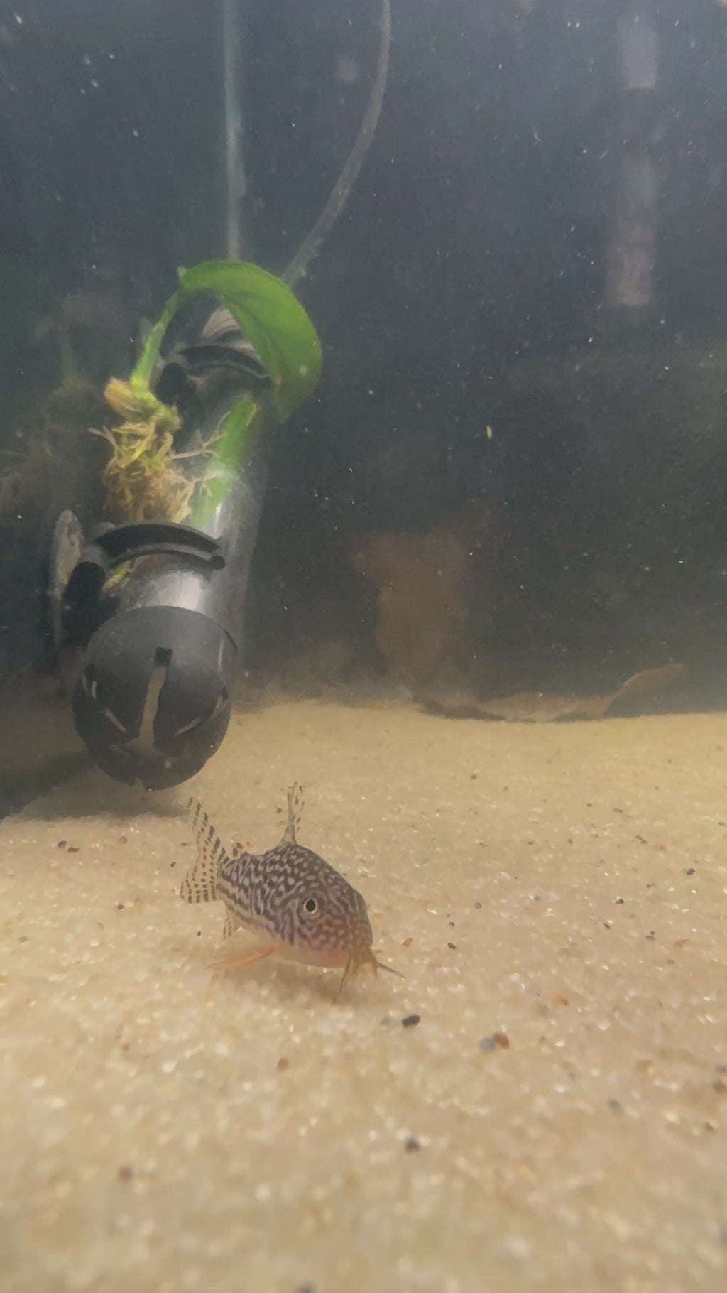 Sterbai Cory (Corydoras sterbai)