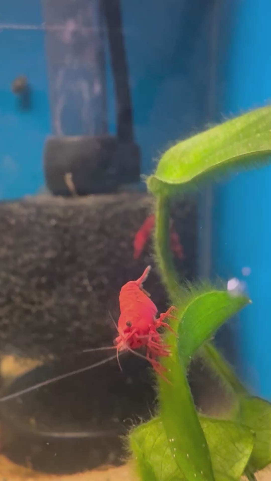 Neocaridina Fire Red Cherry Shrimp