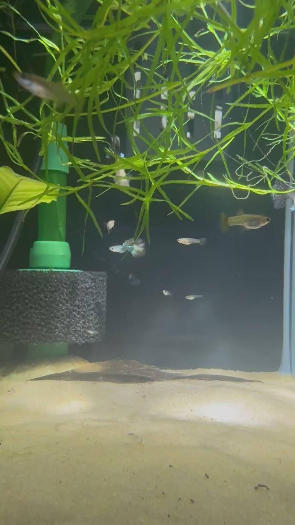 Red Dragon Guppy (Poecilia Reticulata)