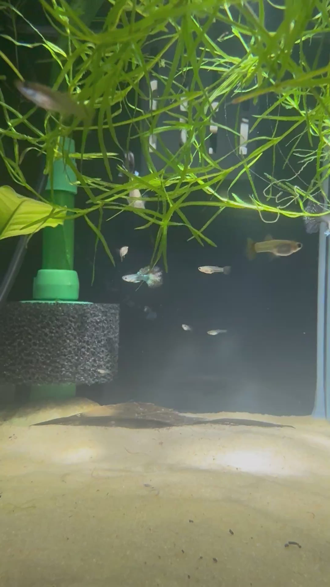 Red Dragon Guppy (Poecilia Reticulata)