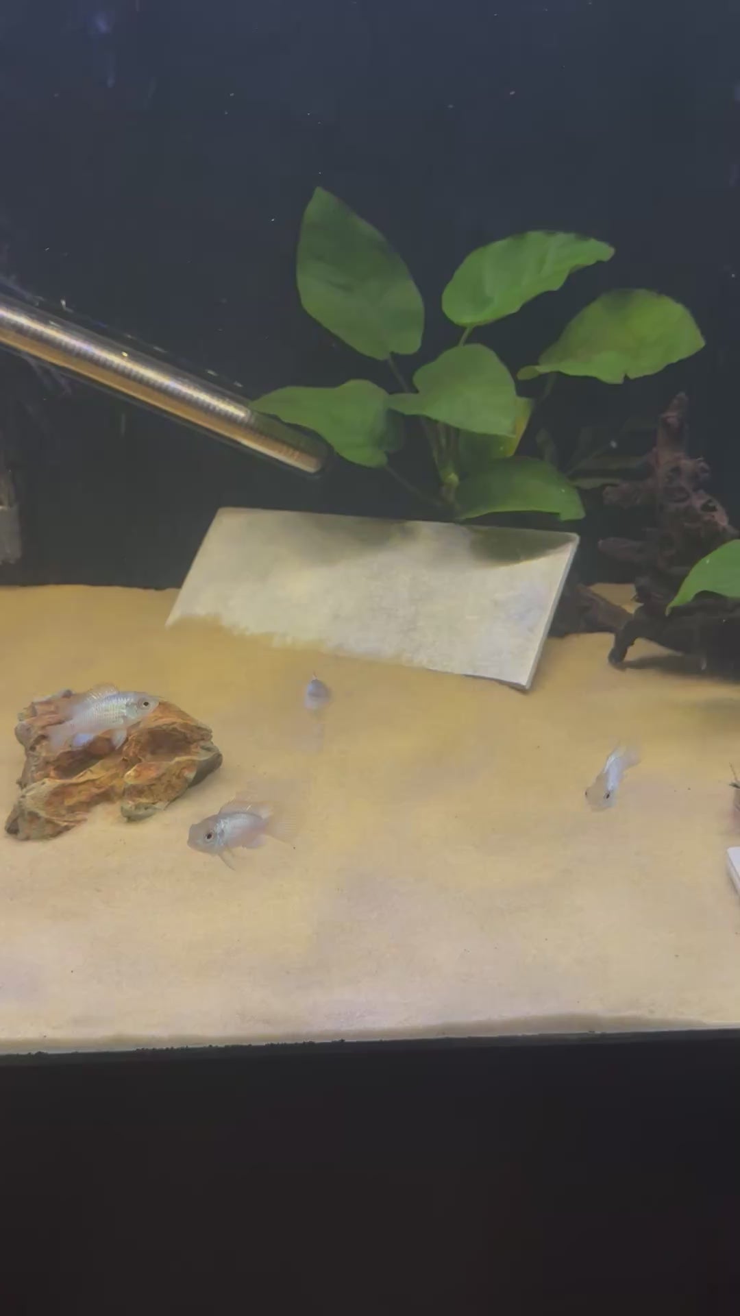 Electric Blue Acara (Andinoacara pulcher)