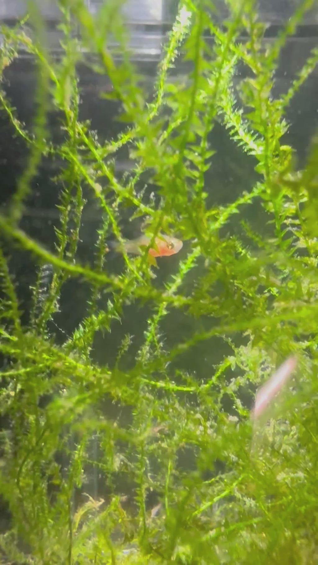Emerald Dwarf Rasbora/Danio