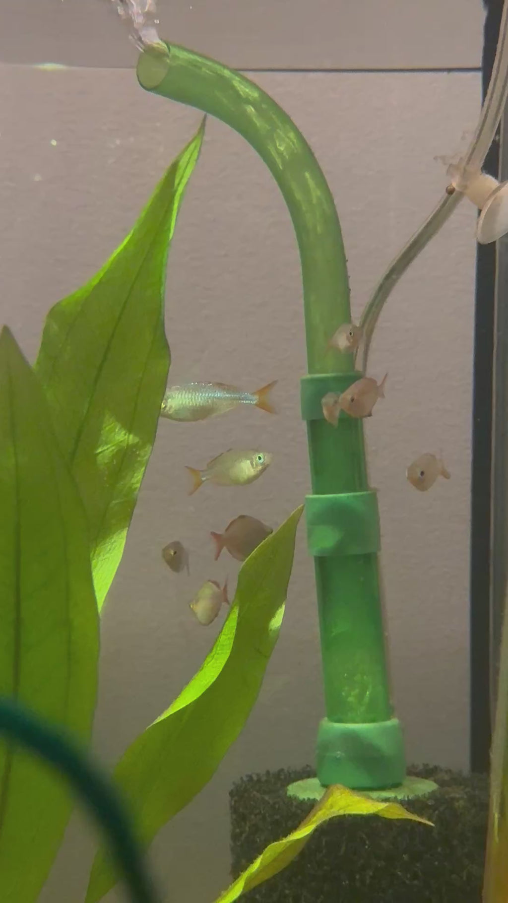 Neon Dwarf Rainbowfish (Melanotaenia praecox)