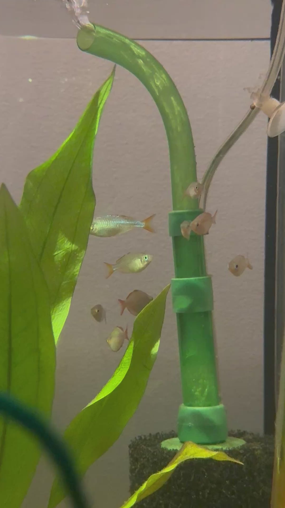 Neon Dwarf Rainbowfish (Melanotaenia praecox)