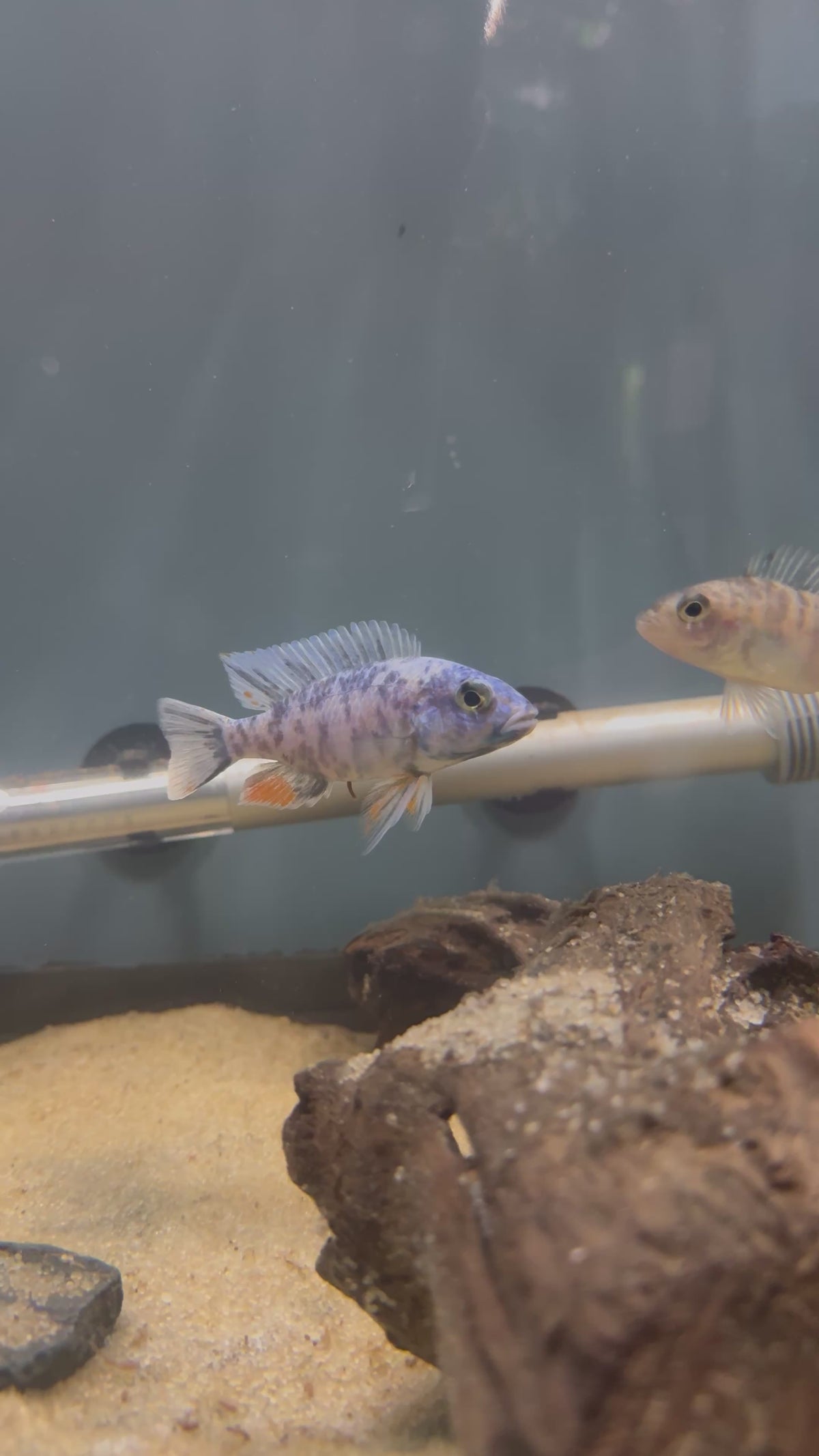 Blueberry OB Fryeri (Sciaenochromis fryeri)