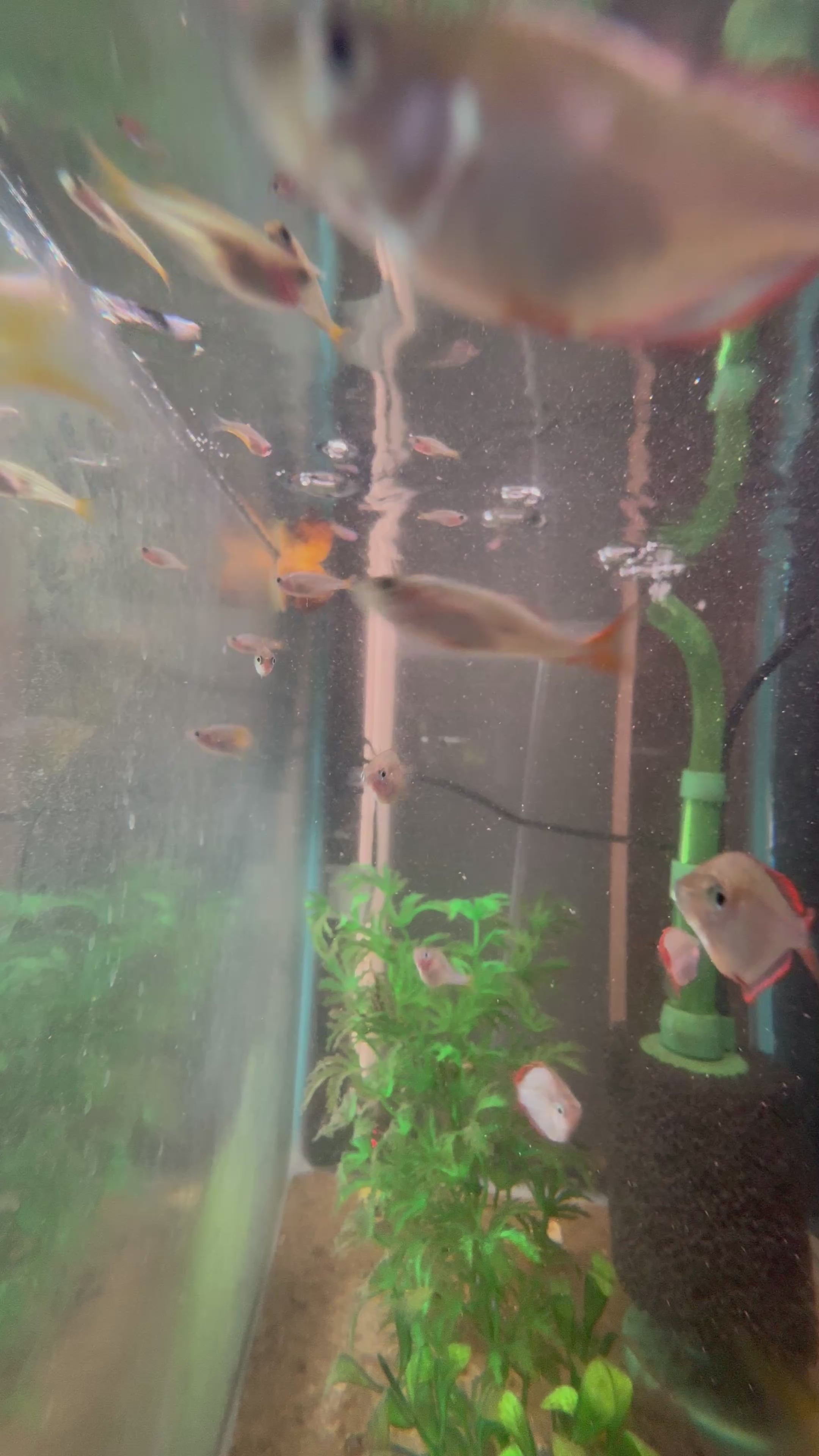 Neon Dwarf Rainbowfish (Sold as trio 1 Male 2 Female)