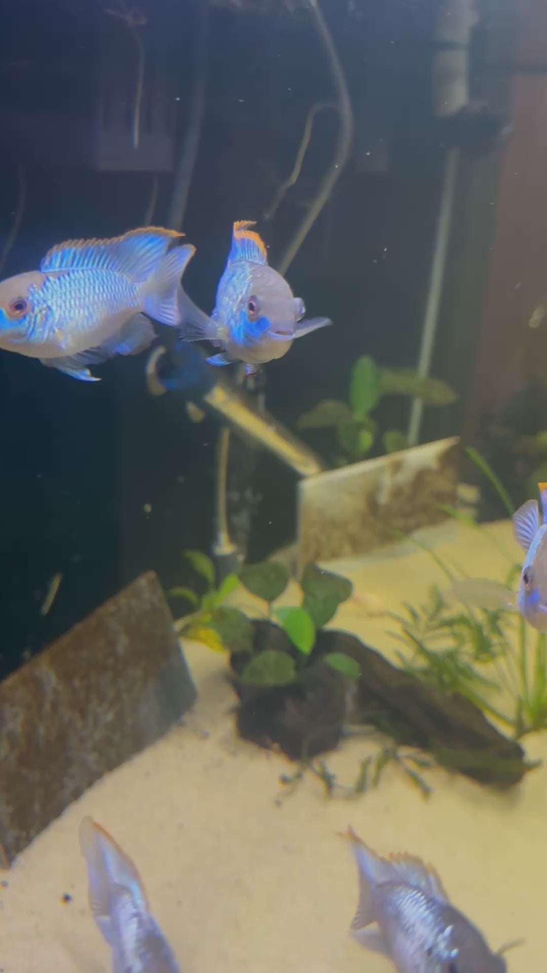 Electric Blue Acara (Andinoacara pulcher)