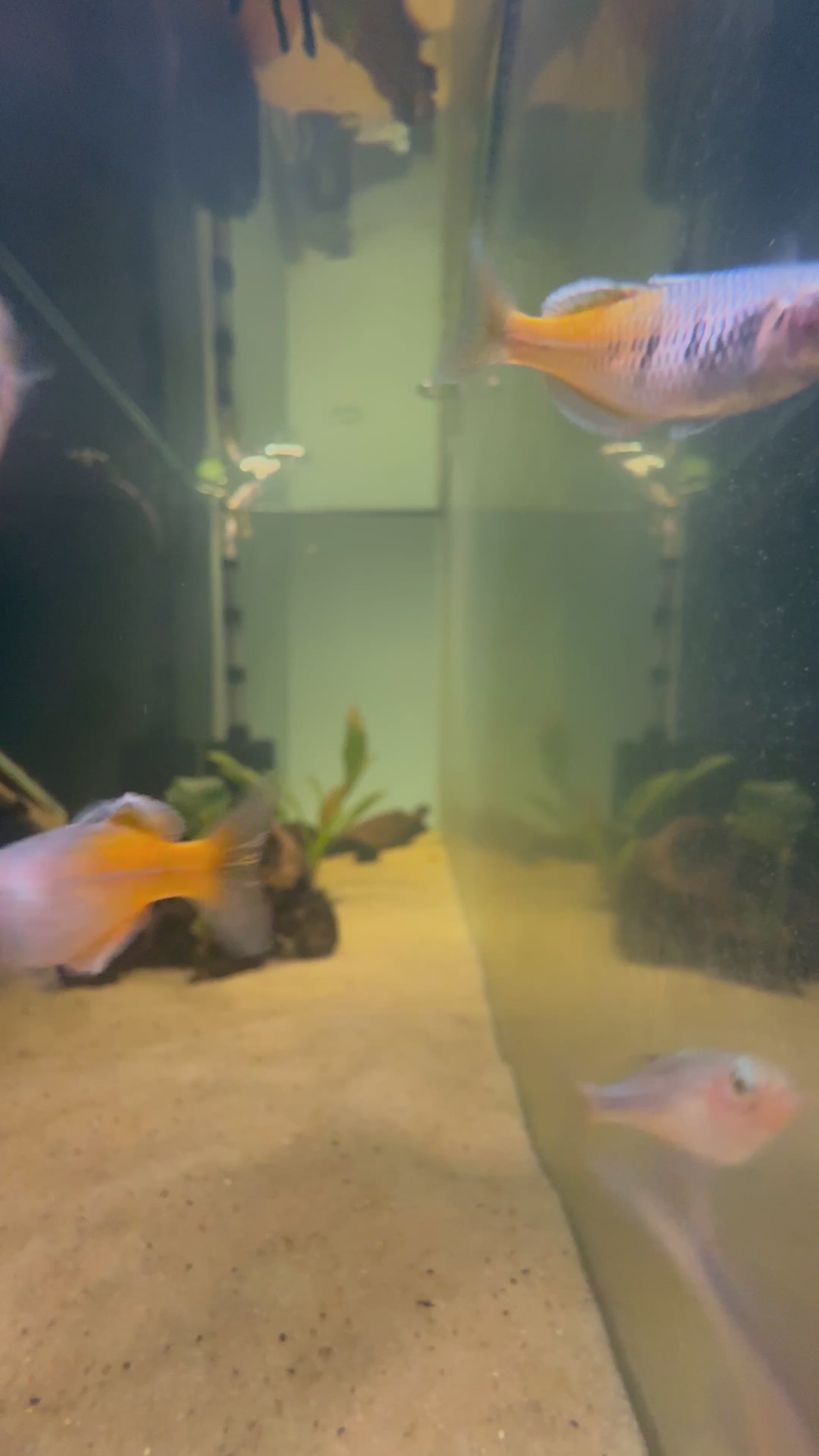 Boesemani Rainbow Fish (Melanotaenia boesemani)