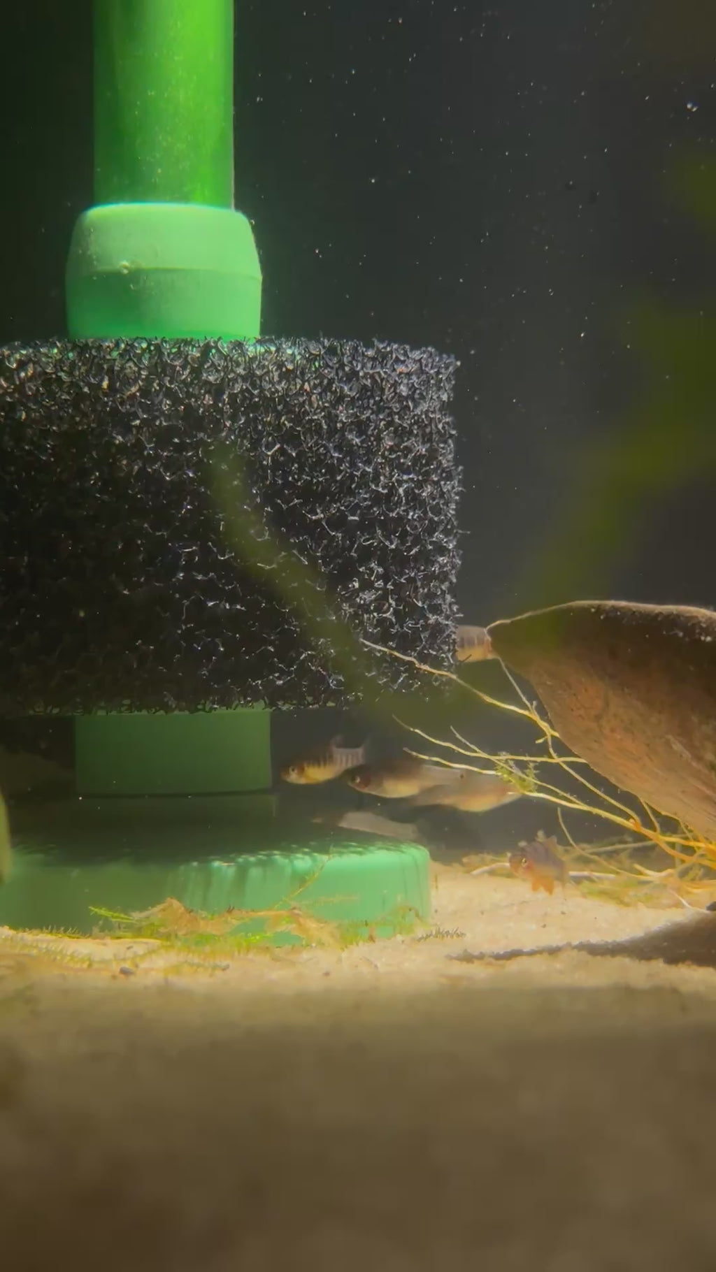 Emerald Dwarf Rasbora/Danio