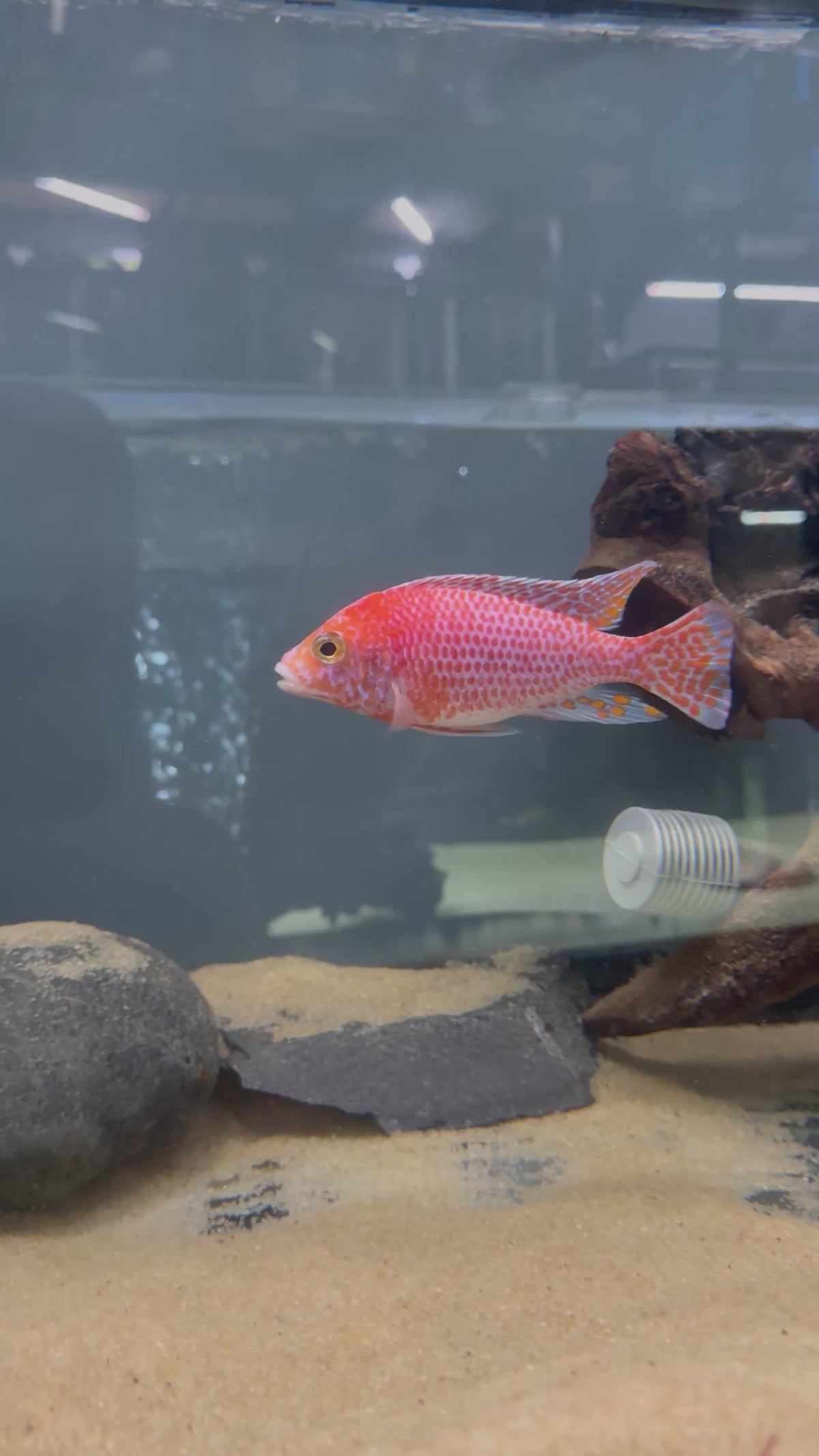 Dragonblood Peacock (Aulonocara sp. “Dragon Blood”)
