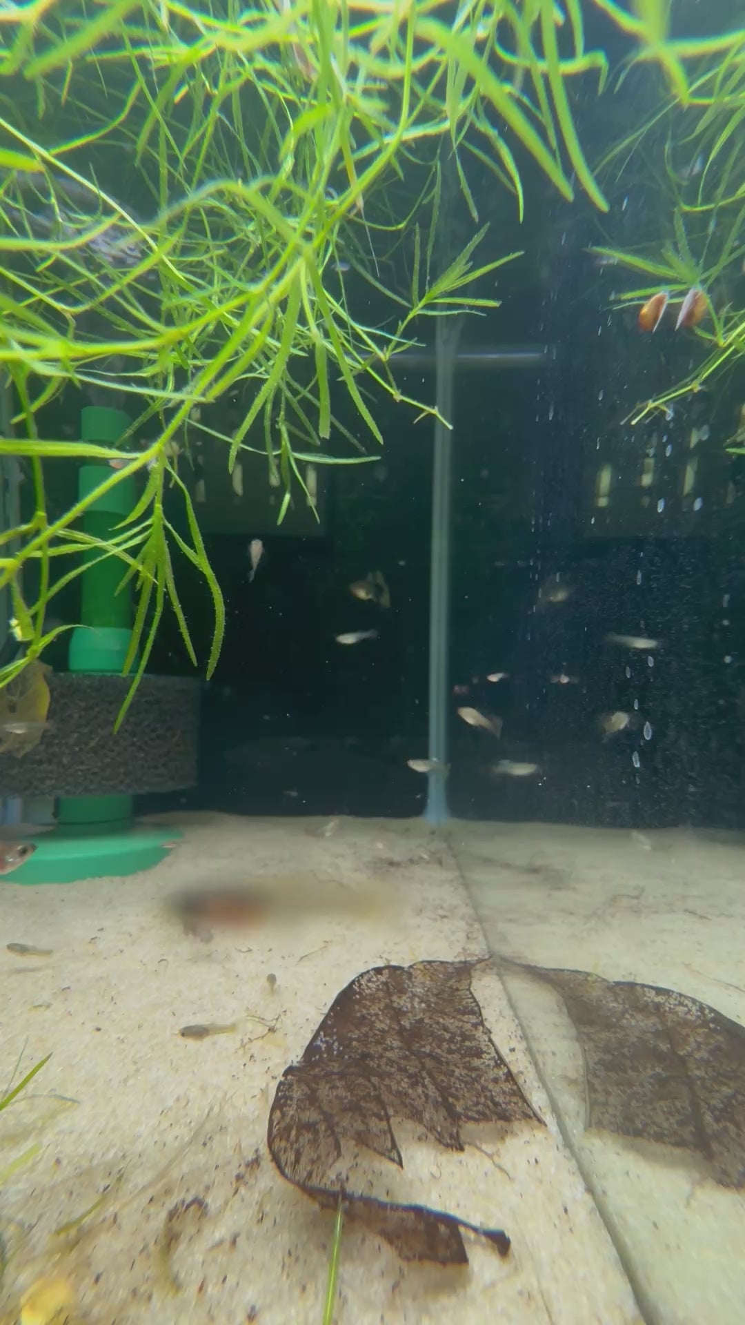 Red Dragon Guppy (Poecilia Reticulata)