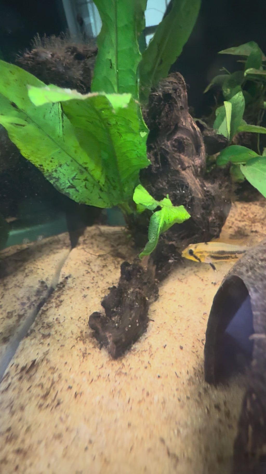 Apistogramma Cacatuoides Double Red