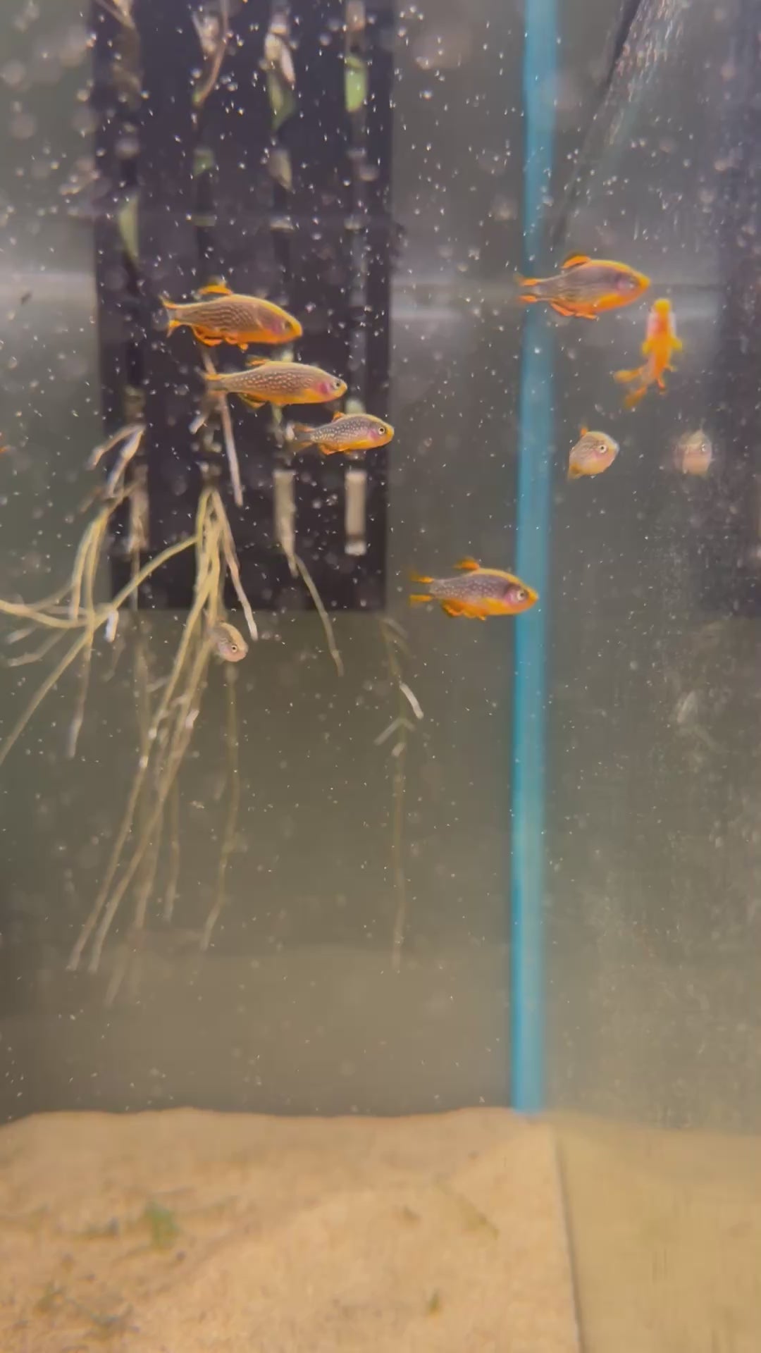 Celestial Pearl Danio freshwater cichlid for sale — locally bred by Legacy Line Aquatics