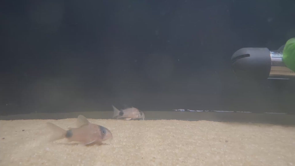 Panda Corydora (Hoplisoma Panda)