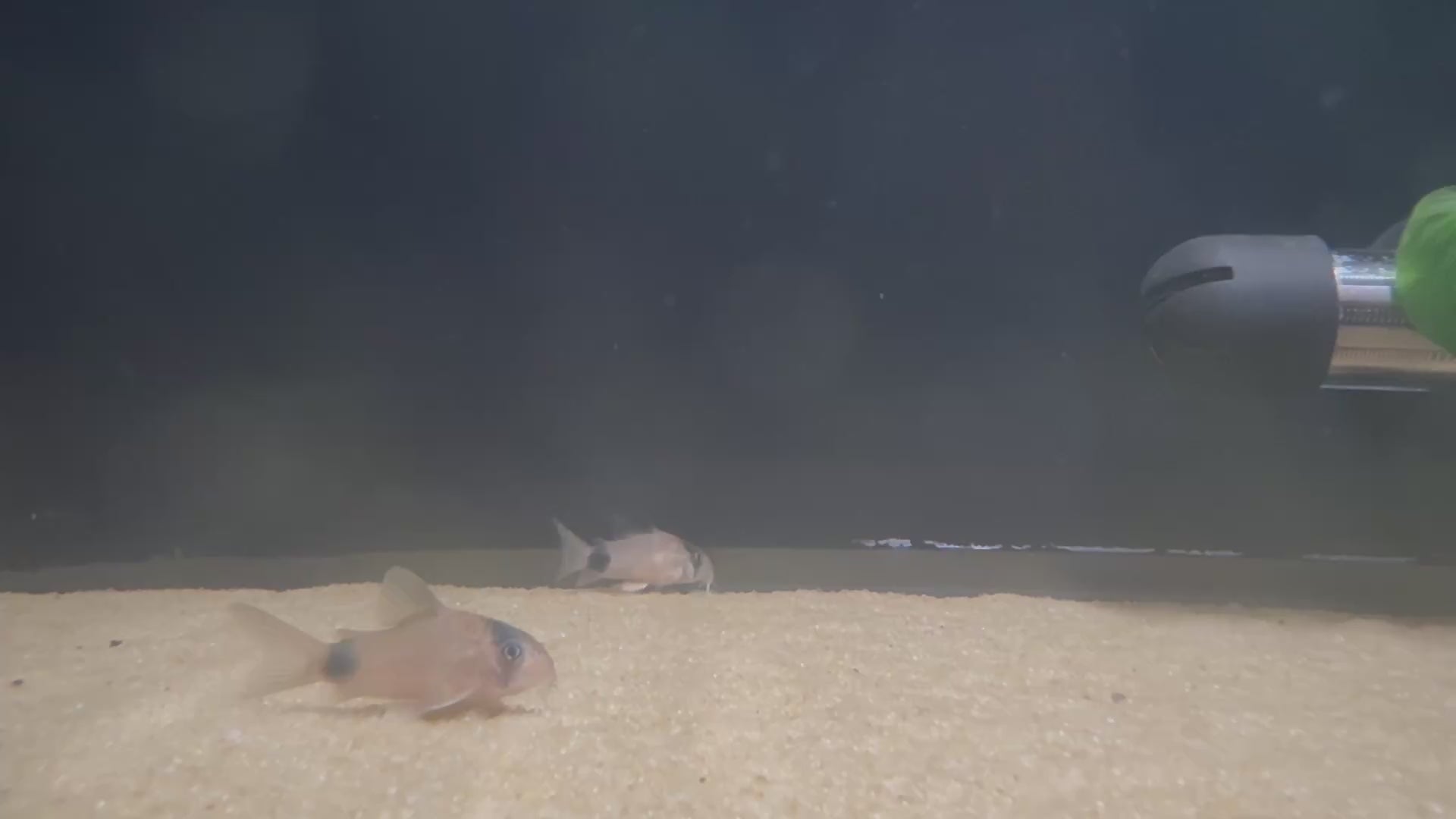 Panda Corydora (Hoplisoma Panda)