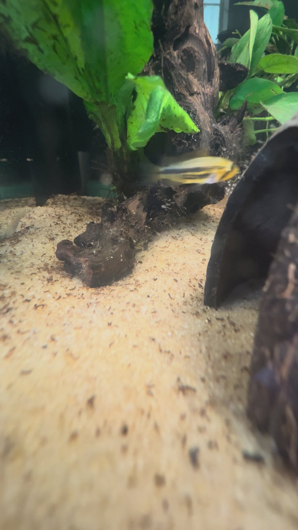 Apistogramma Cacatuoides Double Red