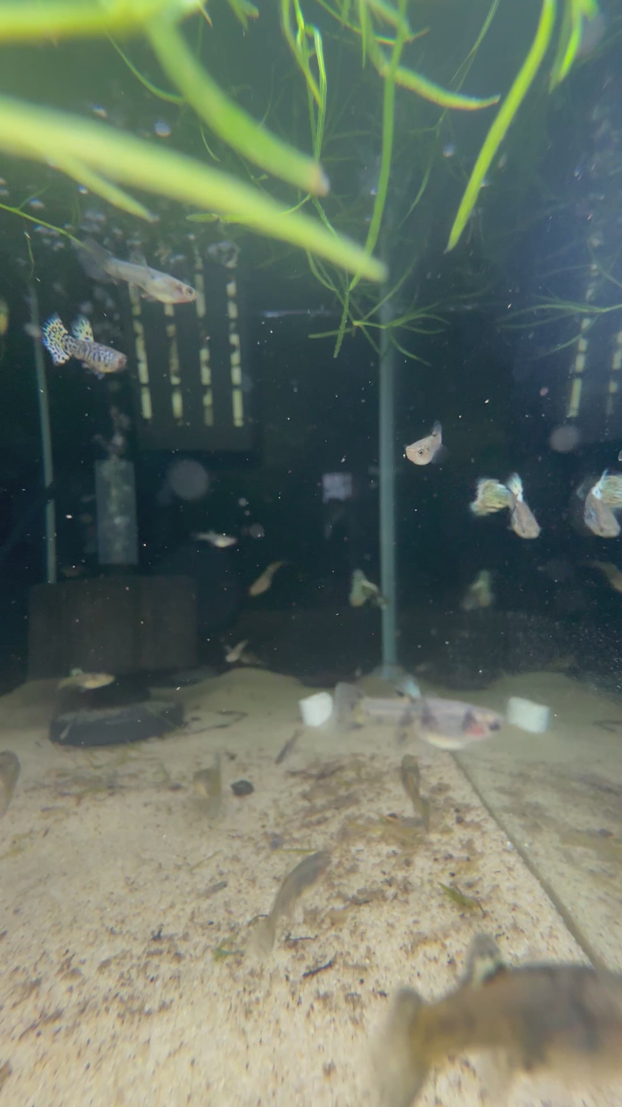 Yellow King Tiger Cobra Guppy (Poecilia Reticulata)
