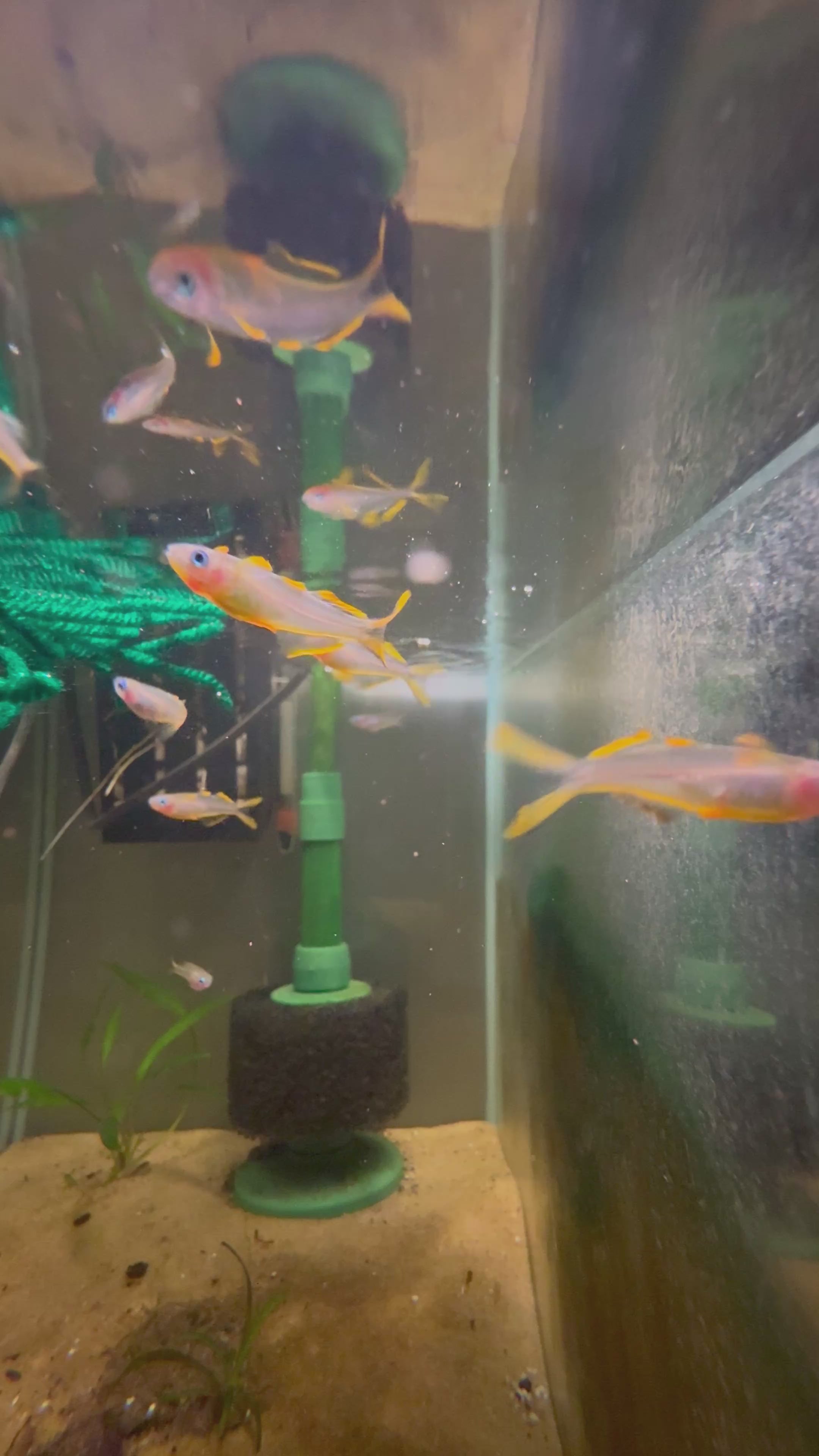 Forktail Rainbow Fish (Pseudomugil Furcatus)
