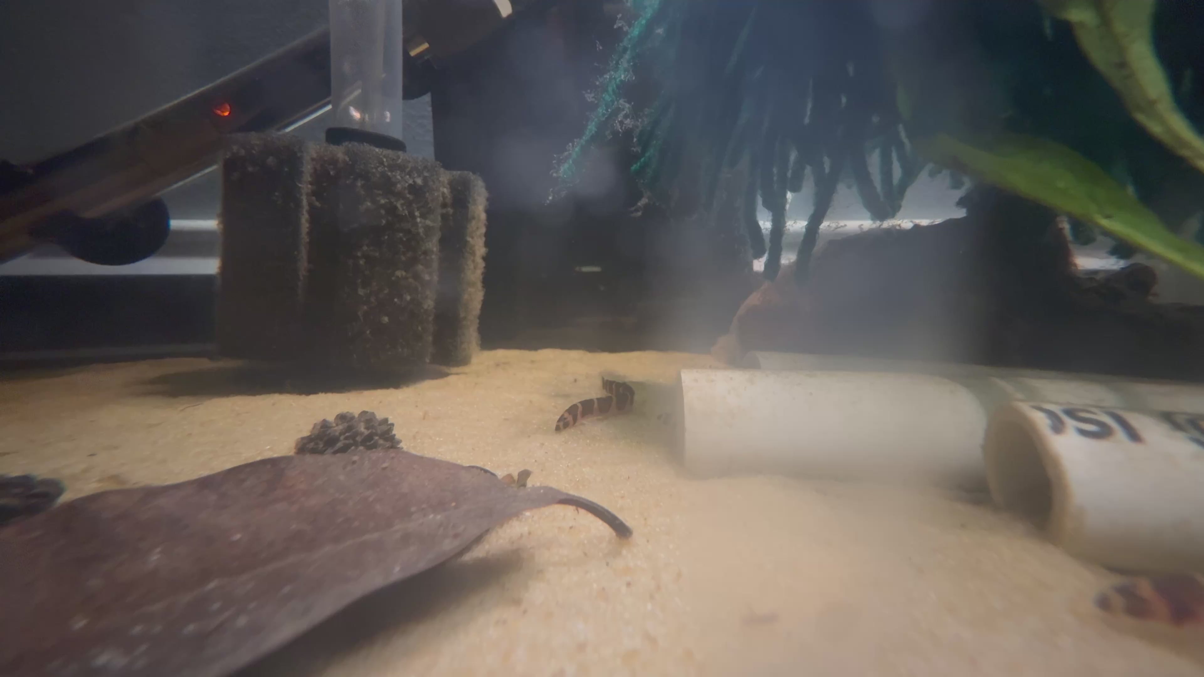 Kuhli Loach (Pangio Kuhli)