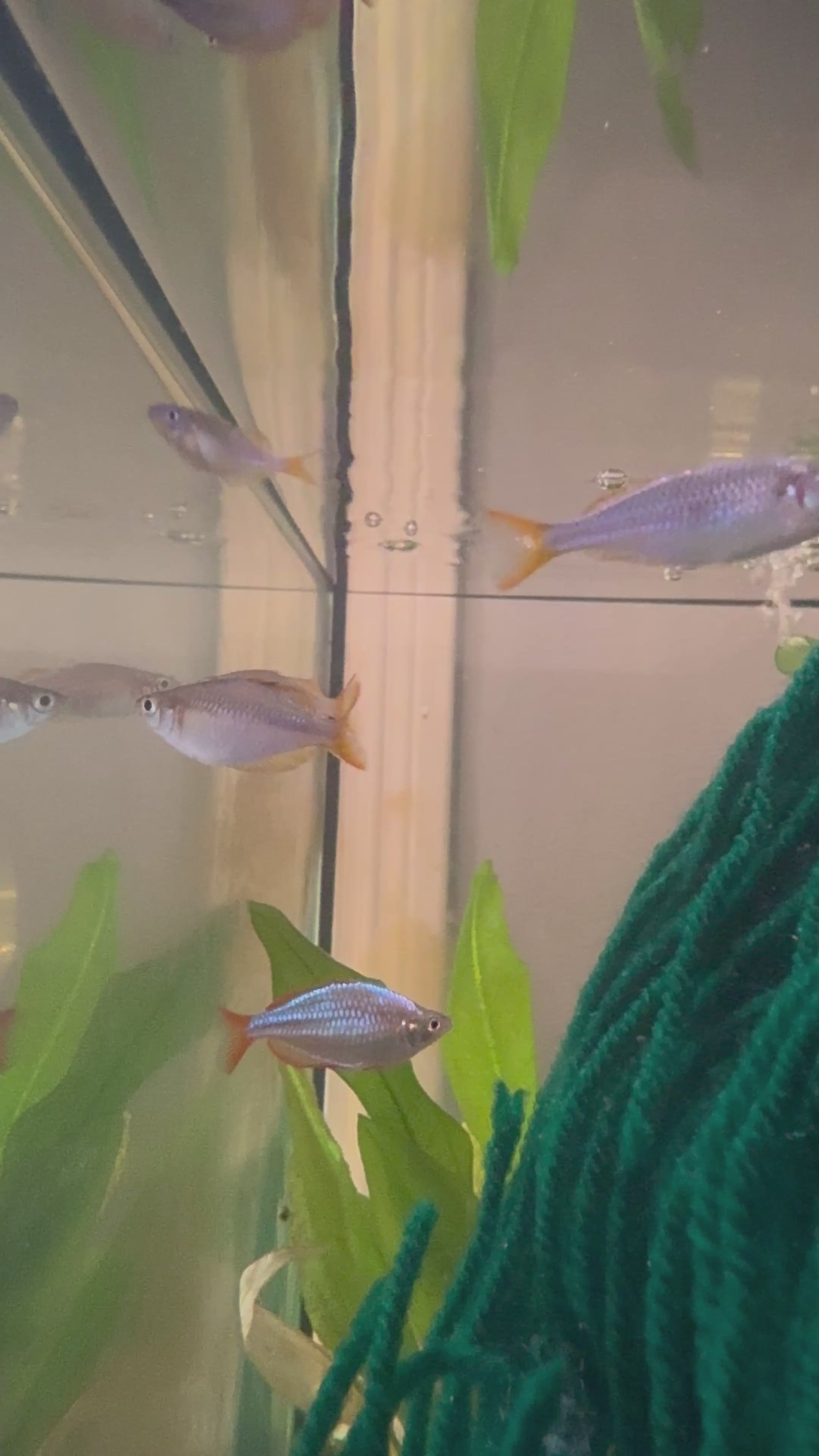 Neon Dwarf Rainbowfish (Melanotaenia praecox)