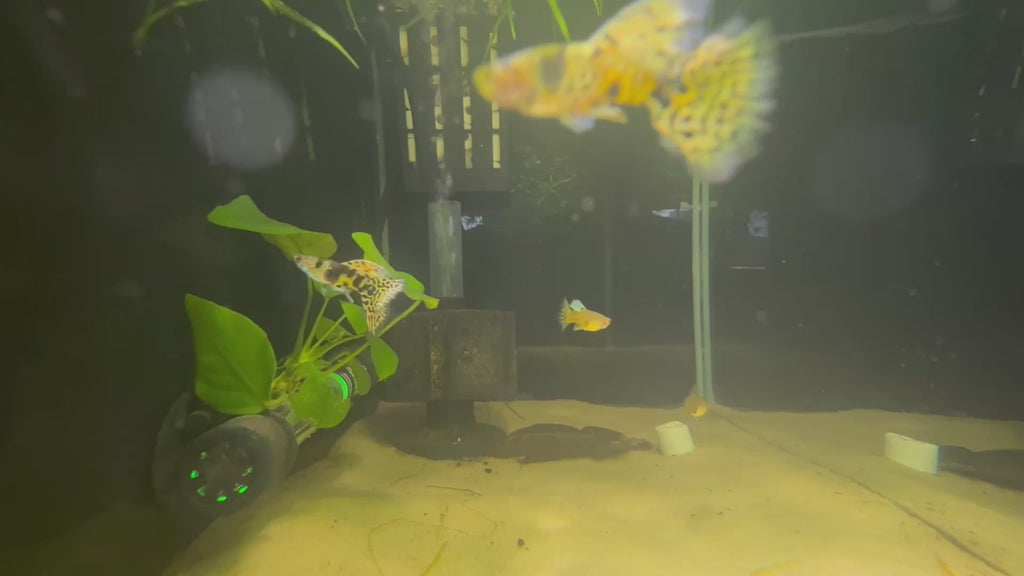 Yellow King Tiger Cobra Guppy (Poecilia Reticulata)