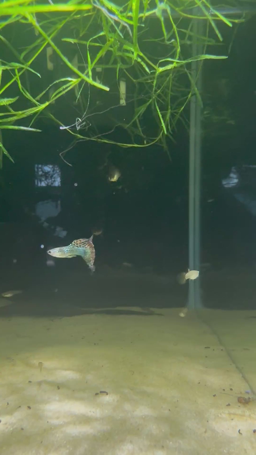 Red Dragon Guppy (Poecilia Reticulata)