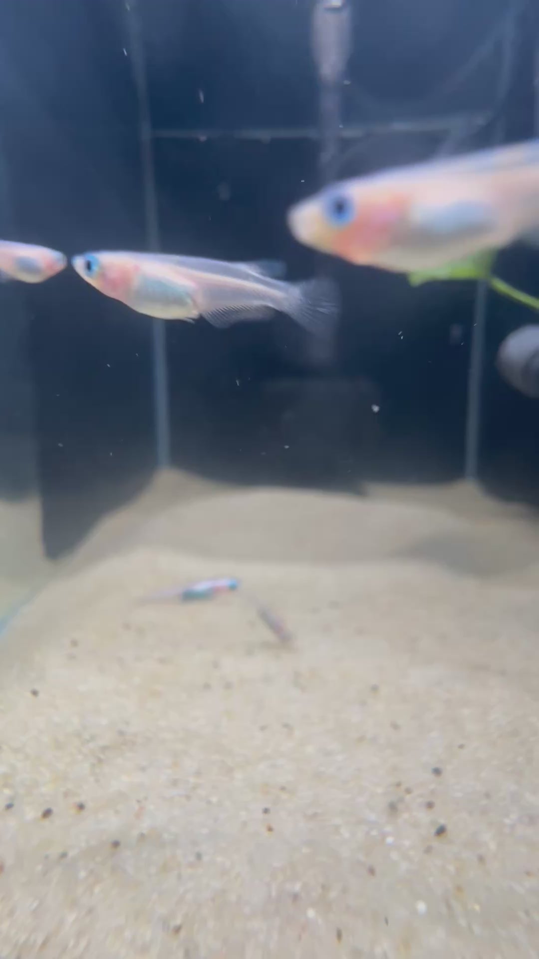 Pearl Galaxy Medaka Ricefish / Japanese Ricefish (Oryzias latipes)