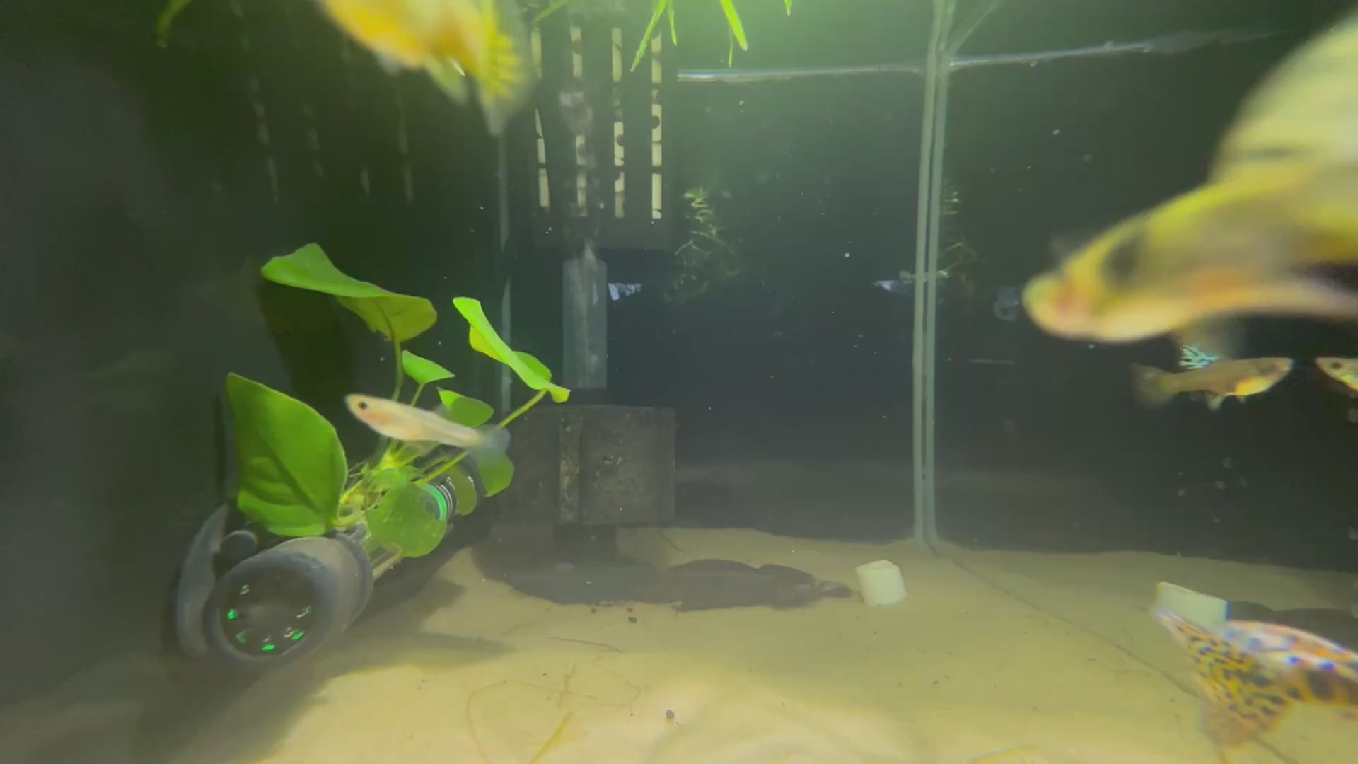 Yellow King Tiger Cobra Guppy (Poecilia Reticulata)