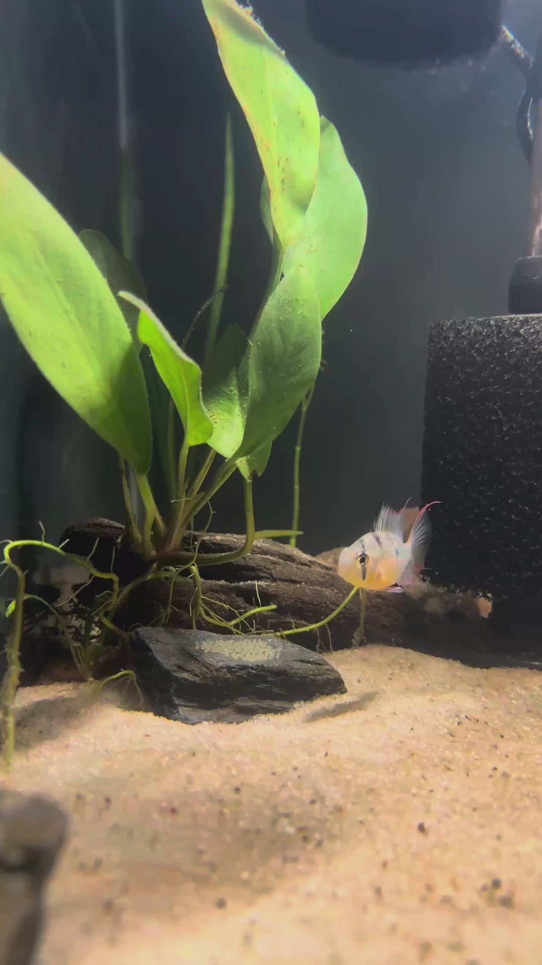 Bolivian Ram (Mikrogeophagus Altispinosus)