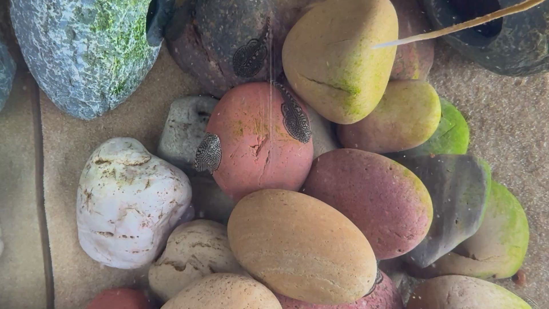 Hillstream Loach (Sewellia Lineolata)